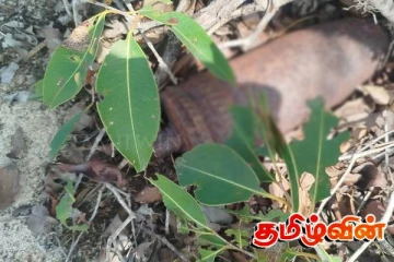 செம்பியன்பற்று பகுதியில் வெடிக்காத மோட்டார் வகைக்குண்டு மீட்பு!