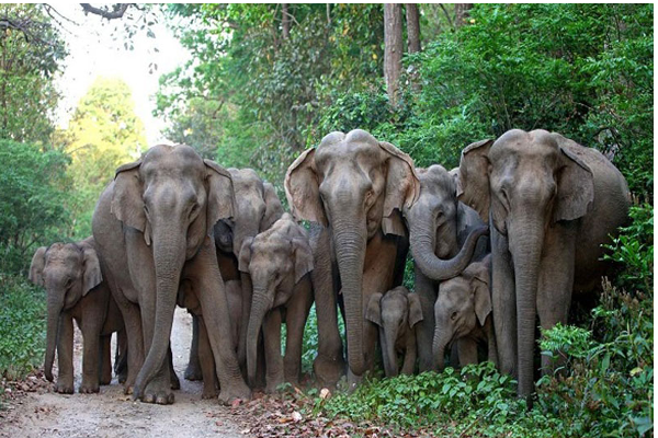 யானைகளுக்கு உணவு வழங்குபவர்களுக்கு எதிராக சட்டநடவடிக்கை - வனவளத் திணைக்களம் எச்சரிக்கை | Feed Wild Elephants In Road Legal Action Sl