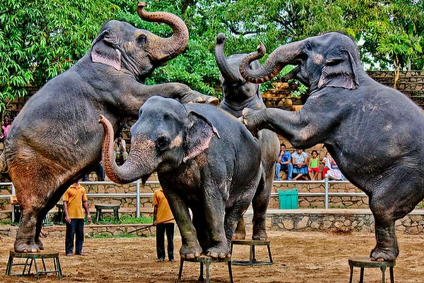 இலங்கை மக்களுக்கு இரண்டு நாள் கிடைக்கவுள்ள இலவச வாய்ப்பு! | A Two Day Free Opportunity People Of Sri Lanka
