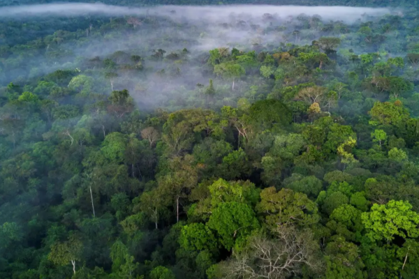 பாலைவனம் மற்றும் மலைக்காடுகள் இரண்டையும் கொண்ட ஒரே நாடு.., எது தெரியுமா? | Which Country That Has Both Deserts And Forests