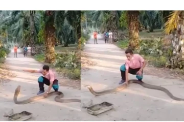விஷமுள்ள ராட்சத பாம்பை லாவகமாக கையால் பிடித்த நபர் - பதைபதைக்கும் வீடியோ வைரல்