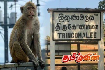 திருகோணமலையில் குரங்கு தாக்குதலுக்குள்ளான நபர் வைத்தியசாலையில் அனுமதி