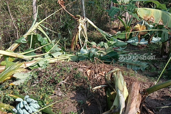கிளிநொச்சியில் தீவிரமடையும் யானைகளின் அட்டகாசம்: விடுக்கப்பட்ட கோரிக்கை | Elephant Violence Intensifies In Kilinochchi