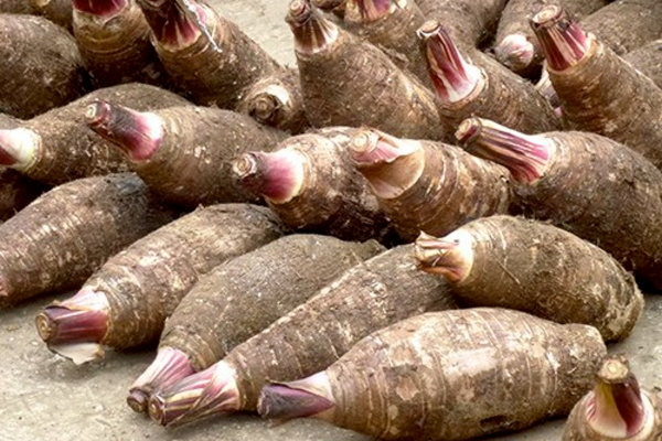 சேப்பங்கிழங்கு சாப்பிட்டால் சாகும் வரை கண் கோளாறுகள் நெருங்கவே நெருங்காது | Health Benefits Of Taro Root