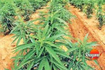 බුද්ධි අංශයෙන් වැටලීමක් - මහා පරිමාණ කංසා වගාවක්