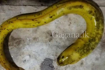 පොළොන්නරුවෙන් හමු වූ දුර්ලහ රන් ආඳා. (PHOTO)