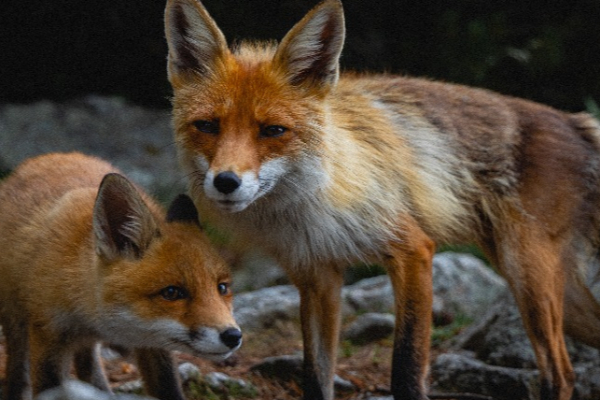 பாடசாலையில் சுற்றி திரியும் நரிகளால் மாணவர்கள் அச்சம் | Students Scared By Foxes Around Hatton School