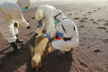 சிலியில் 9,000 கடல் உயிரினங்கள் உயிரிழப்பு