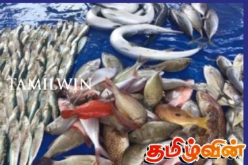 மீன்களின் விலை சடுதியாக அதிகரிப்பு!