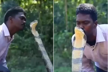 ராஜநாகத்தின் தலையில் முத்தமிடும் நபர்! அதிர்ச்சியூட்டும் வீடியோ