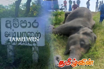அம்பாறையில் காட்டு யானையொன்று உயிரிழந்தமை தொடர்பில் விசாரணை