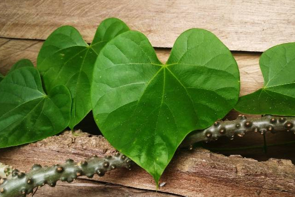 நீரிழிவு கொல்லி… சுகரை ஓட ஓட தாக்கி அழிக்கும் பானம்! | From Fighting Dengue To Diabetes