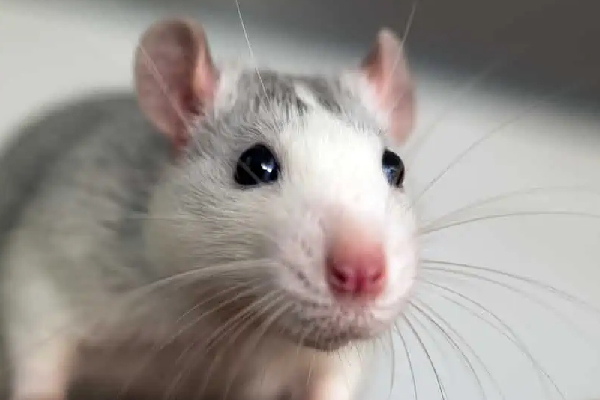 Rat