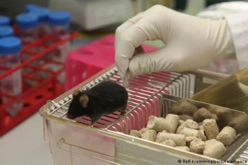 பெர்லின் மருத்துவமனை ஒன்றில் கொல்லப்பட்ட 1,200 உயிரினங்கள்: பின்னணி