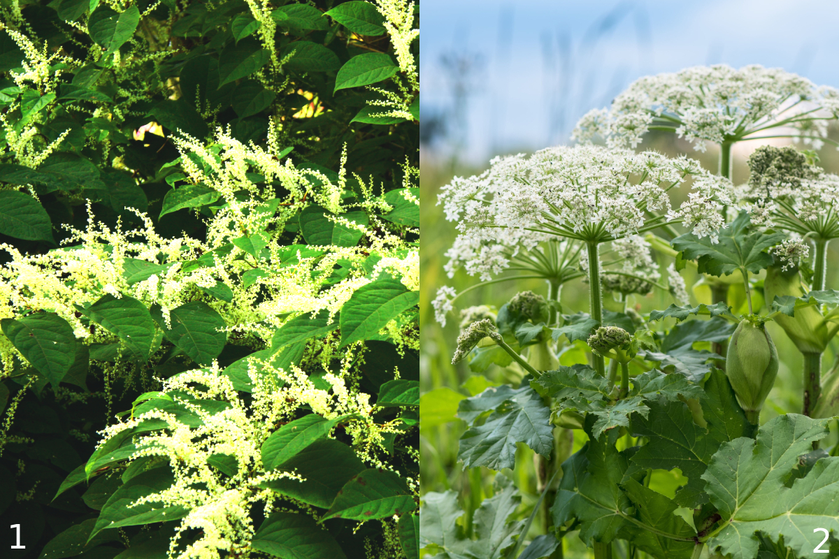 UK banned plants list, Japanese knotweed UK ban, Giant hogweed danger UK, Himalayan balsam invasive, Water hyacinth UK restriction, Parrot’s feather pond ban, Skunk cabbage UK gardens, Invasive plants UK law #UKGardenBan #InvasivePlants #JapaneseKnotweed #GiantHogweed #WaterHyacinth #ParrotsFeather #SkunkCabbage #EcoAlert #GardenSafety