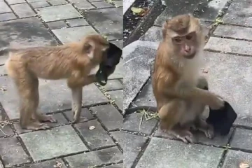 எனக்கும் கொரோனா வரும்.. மனிதர்களை விட சூப்பராக மாஸ்க் அணியும் குரங்கு- இணையத்தில் ட்ரெண்டாகும் வீடியோ!