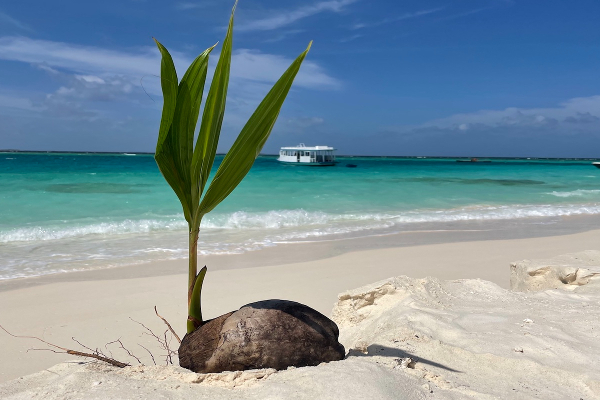 இலங்கைத் தென்னங்கன்றுகள் மாலைதீவுக்கு ஏற்றுமதி | Export Of Sri Lankan Coconut Saplings To Maldives