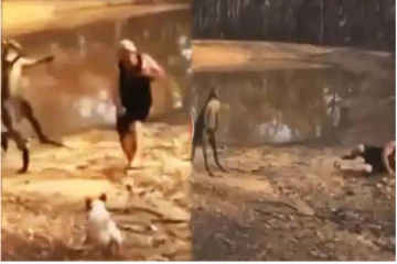 நாயை காப்பாற்ற சென்ற உரிமையாளருக்கு நேர்ந்த துயரம்! பயங்கர திரில் காட்சி