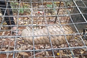 புத்தளத்தில் மீட்கப்பட்ட அரிய வகை விலங்கினம் (Video)