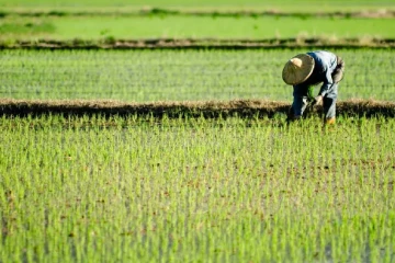 කෘෂිකර්මයට ඉන්ධන දෙන හැටි සඳුදා කියයි