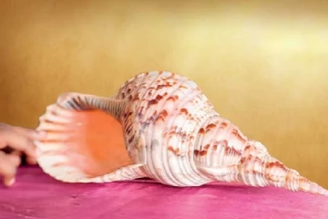 இலங்கையில் அதிக பெறுமதியுடைய வலம்புரி சிக்கியது