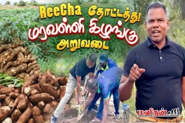 இலங்கை றீ(ச்)ஷா - வில் அமோகமாக அறுவடை செய்த மரவள்ளி கிழங்குகள்