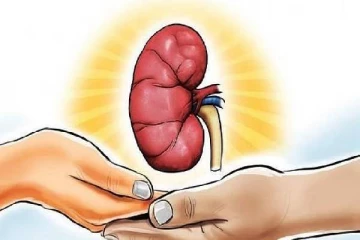 பன்றியின் சிறுநீரகத்தை மனிதனுக்கு மாற்றுவது சாத்தியமா? மருத்துவர் கூறும் விளக்கம்