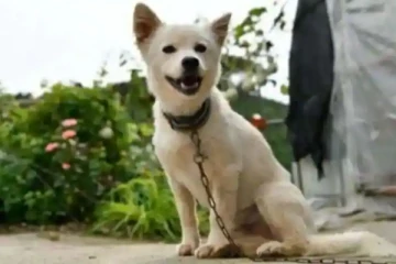 தென்கொரியாவில் முதலாளி உயிரை காப்பாற்றிய நாய் - தீயணைப்பு படையின் கவுரவ தூதராக நியமனம்!