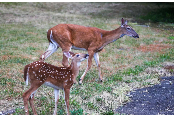 முதன்முறையாக மான்களுக்கு ஒமிக்ரான் தொற்று! பரவியது எப்படி? | Omicron Variant First Time Deer