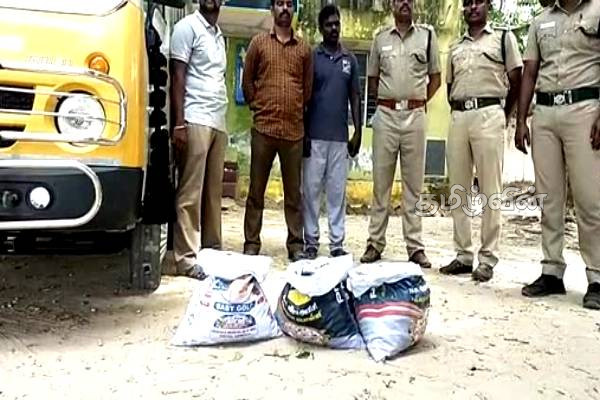 இலங்கைக்கு சட்டவிரோதமாக கடலட்டை கடத்த முற்பட்ட இருவர் கைது | Illegally Smuggle Seaweed To Sri Lanka