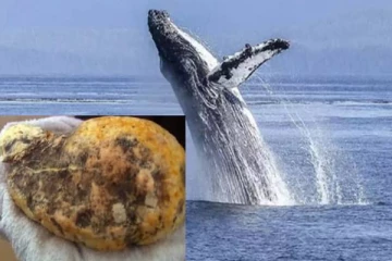 திமிங்கலத்தின் தோலில் இருந்து பெறப்பட்ட பொருள்... சந்தேக நபர்கள் அதிரடி கைது!