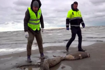 கடற்கரையில் உயிரிழந்த நிலையில் 2,500 சீல்கள் கரை ஒதுங்கியதால் பரபரப்பு!