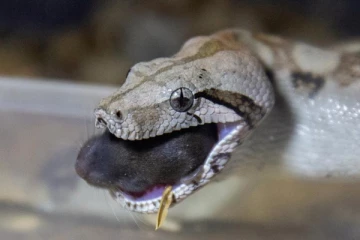 ஜேர்மன் நகரமொன்றில் வீட்டிலிருந்து தப்பிய 5 அடி நீள பாம்பு: பொலிசார் எச்சரிக்கை