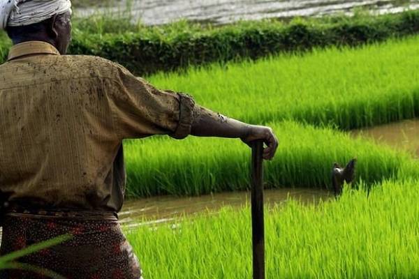 சீரற்ற காலநிலையால் பாதிக்கப்பட்டுள்ள விவசாய நிலங்கள் : கலையரசன் எம்.பி விடுத்துள்ள வேண்டுகோள் | Bad Weather Batticaloa