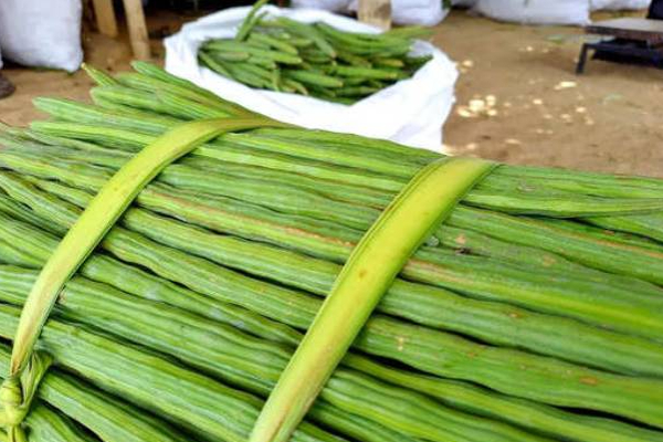 யாழில் அதிர்ச்சியை ஏற்படுத்திய முருங்கைக்காயின் விலை! | The Price Of Drumsticks Shock In Jaffna