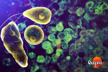 ඉන්දියාවෙන් "මොළය කන" ඇමීබා ආසාදනයක්