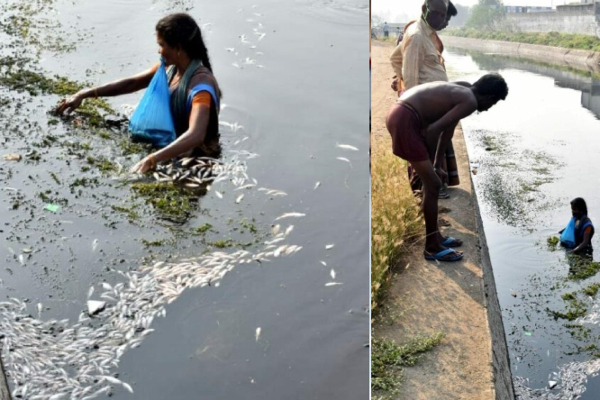 காலிங்கராயன் கால்வாயில் ஆயிரக்கணக்கில் செத்து மிதக்கும் மீன்கள் - காரணம் என்ன? - அதிர்ச்சி ரிப்போர்ட் | Kalingarayan Dead Fish Floating Canal Report காலிங்கராயன் கால்வாயில் ஆயிரக்கணக்கில் செத்து மிதக்கும் மீன்கள் - காரணம் என்ன? - அதிர்ச்சி ரிப்போர்ட் | Kalingarayan Dead Fish Floating Canal Report