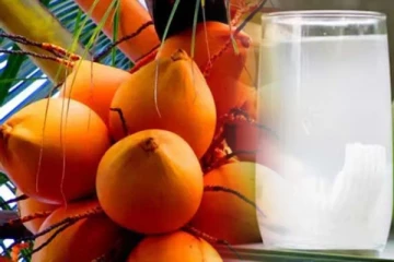 இளநீர் செய்கையில் பெரும் பாதிப்பு