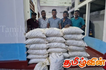 யாழில். 500 கிலோ மஞ்சளுடன் ஒருவர் கைது