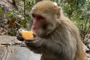 மனிதர்களை போல சாப்பிடும் குரங்கு... என்ன ஒரு வேகம்! வியக்க வைத்த காட்சி