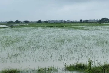 சுமார் 5700 ஏக்கர் பெரும்போக  விவசாயம்  பாதிப்பு!