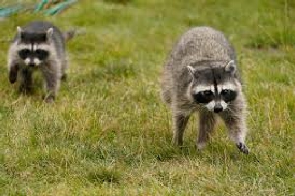 றொரன்ரோ பொதுச் சுகாதார அலுவலகம் விடுத்துள்ள எச்சரிக்கை | Stay Away From Raccoons