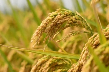 விவசாயிகளுக்கு ஏற்பட்டுள்ள பாதிப்பு ; நெல்லின் விலையில் பாரிய வீழ்ச்சி