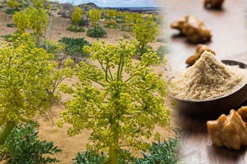 දෙවියන්ගේ ආහාරය වූ පෙරුම්කායම් ලබාගන්න හැටි.