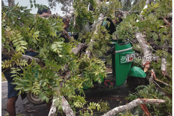 தேவிபுரத்தில் மரம் முறிந்து விழுந்ததில் முச்சக்கரவண்டி சாரதி படுகாயம் | Threewheele Rider Injured After Tree Falls
