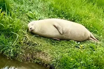 புன்னகைக்கும் நீர்நாய்; சமூக ஊடங்களில் பகிரப்பட்டு வரும் புகைப்படங்கள்