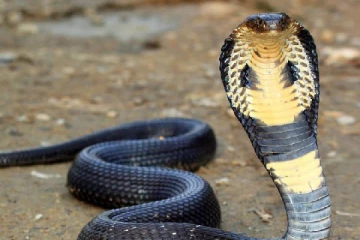 இங்கு ஒவ்வொரு வீட்டின் செல்லப்பிராணிகளே பாம்புதான் - எங்கு தெரியுமா?