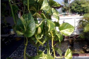 உங்க வீட்டுல இந்த பிளான்ட் இருக்கா? பண பிரச்சனை வரும்.. இனி இந்த தவறை செய்யாதீர்கள்