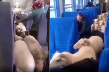 நாங்க டிக்கட் எடுக்காம போவமுல்ல.... ரயிலில் சர்வ சாதாரணமாக பயணம் செய்யும் கால்நடைகள்! வைரல் வீடியோ