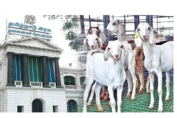 ஆதரவற்ற 38,000 பெண்களுக்கு  5 விலையில்லா ஆடுகள் வழங்கப்படும் - தமிழக அரசு அறிவிப்பு